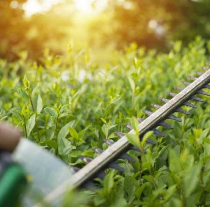 Garden Clean up Manukau, Hedge & Tree Trimming, Lawnmowing and more. Clean My Carpet