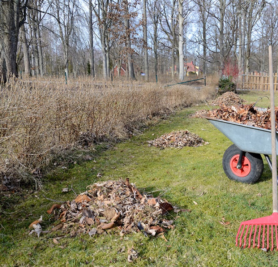 Garden Clean up Pakuranga, Hedge & Tree Trimming, Lawnmowing and more. Clean My Carpet
