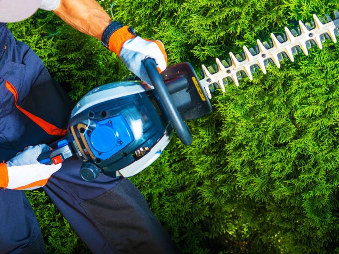 Garden Clean up Whitford, Hedge & Tree Trimming, Lawnmowing and more. Clean My Carpet